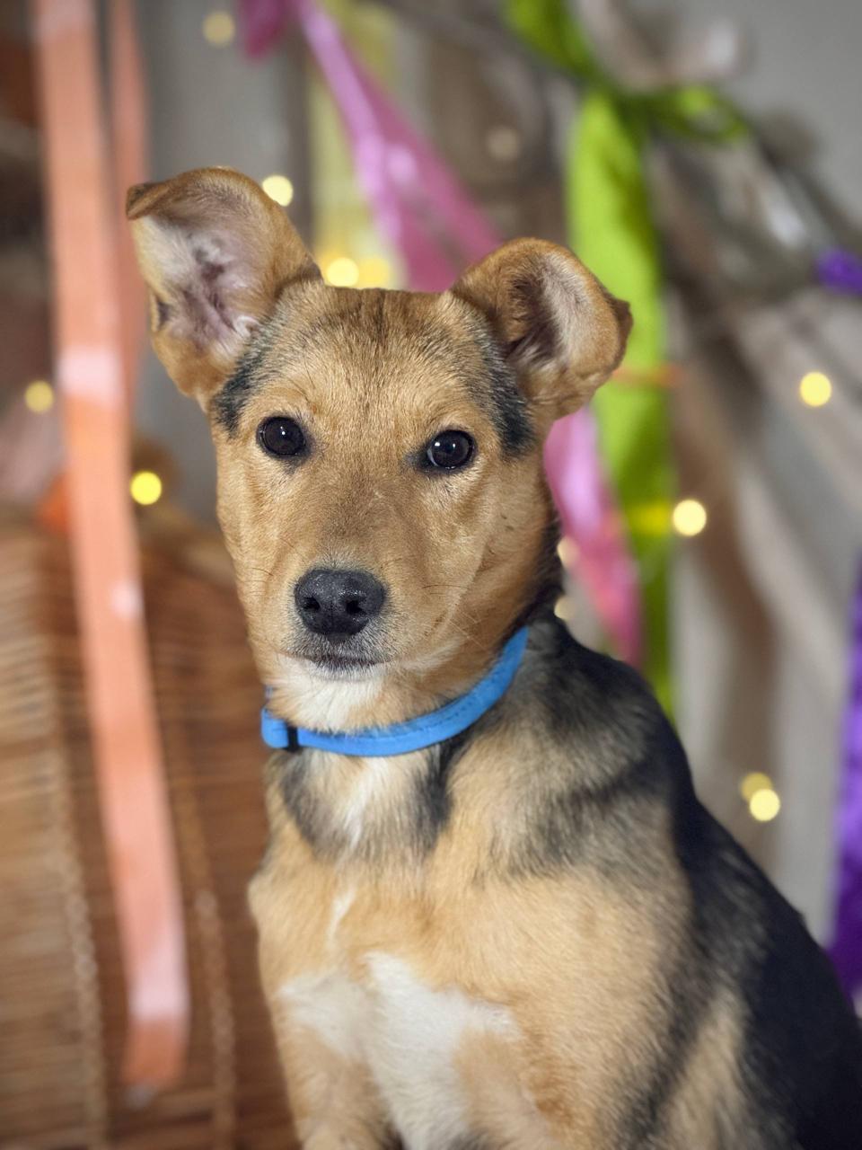 Chiens à adopter